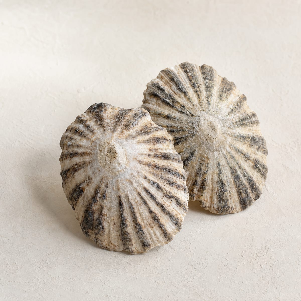 Limpet shells