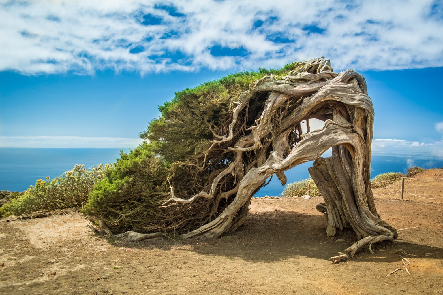 Sabina modelada por el viento en El Hierro