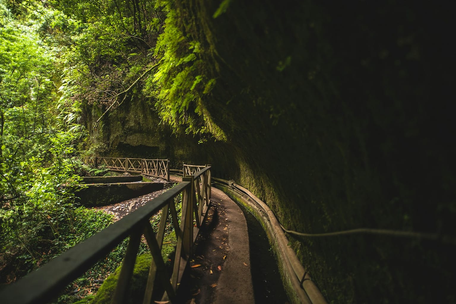 Sendero de madera bajo laurisilva en La Palma