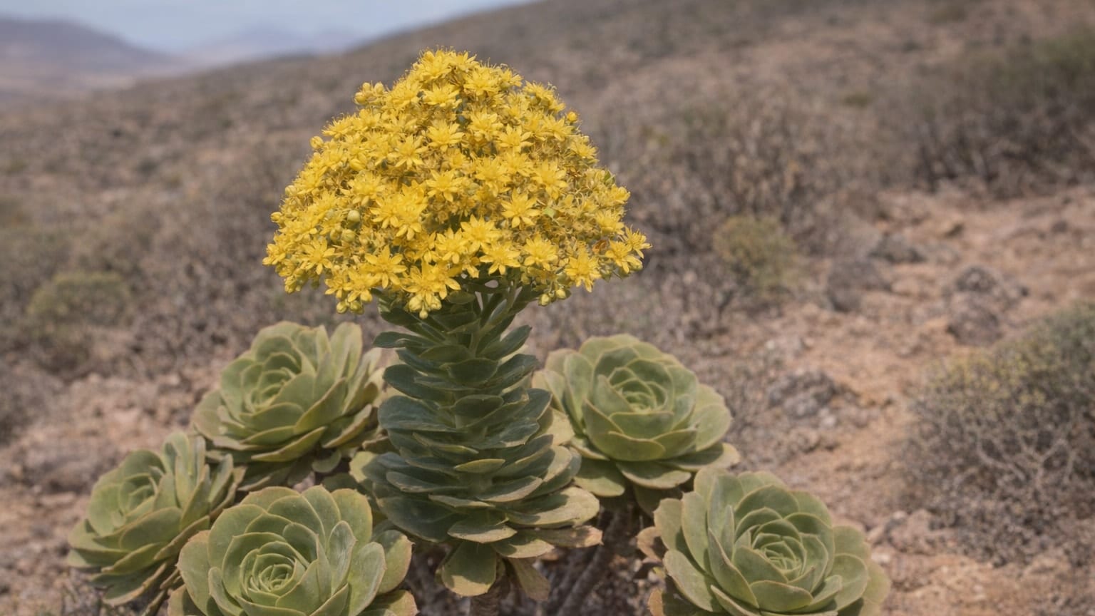 Aeonium balsamiferum