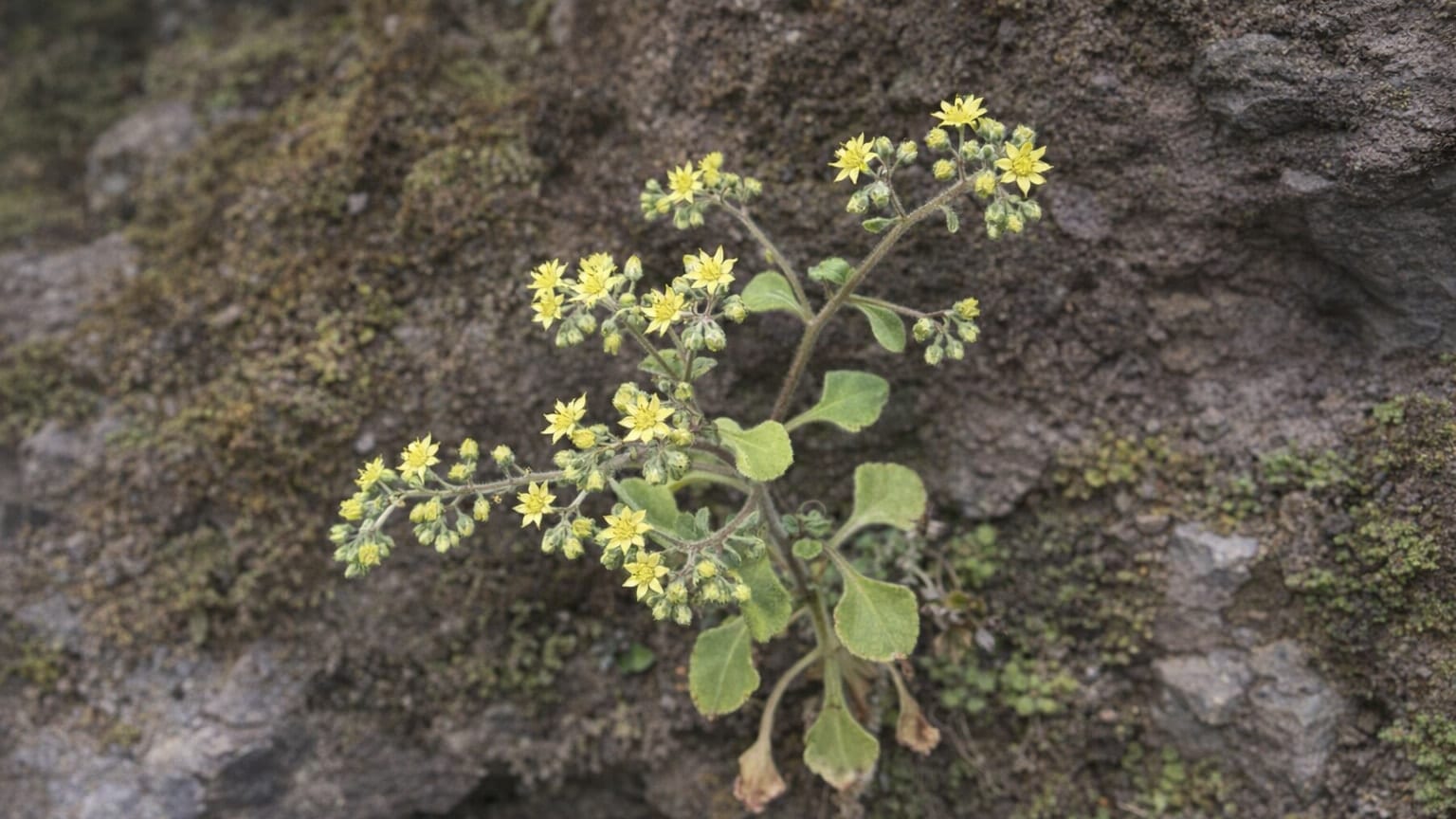 Aichryson bituminosum