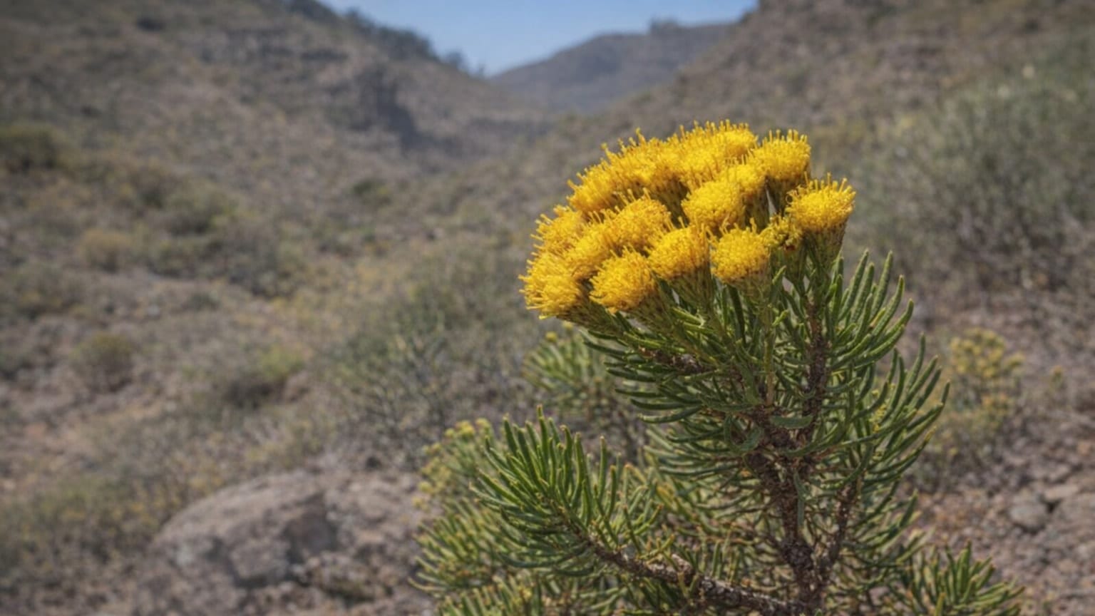 Allagopappus viscosissimus