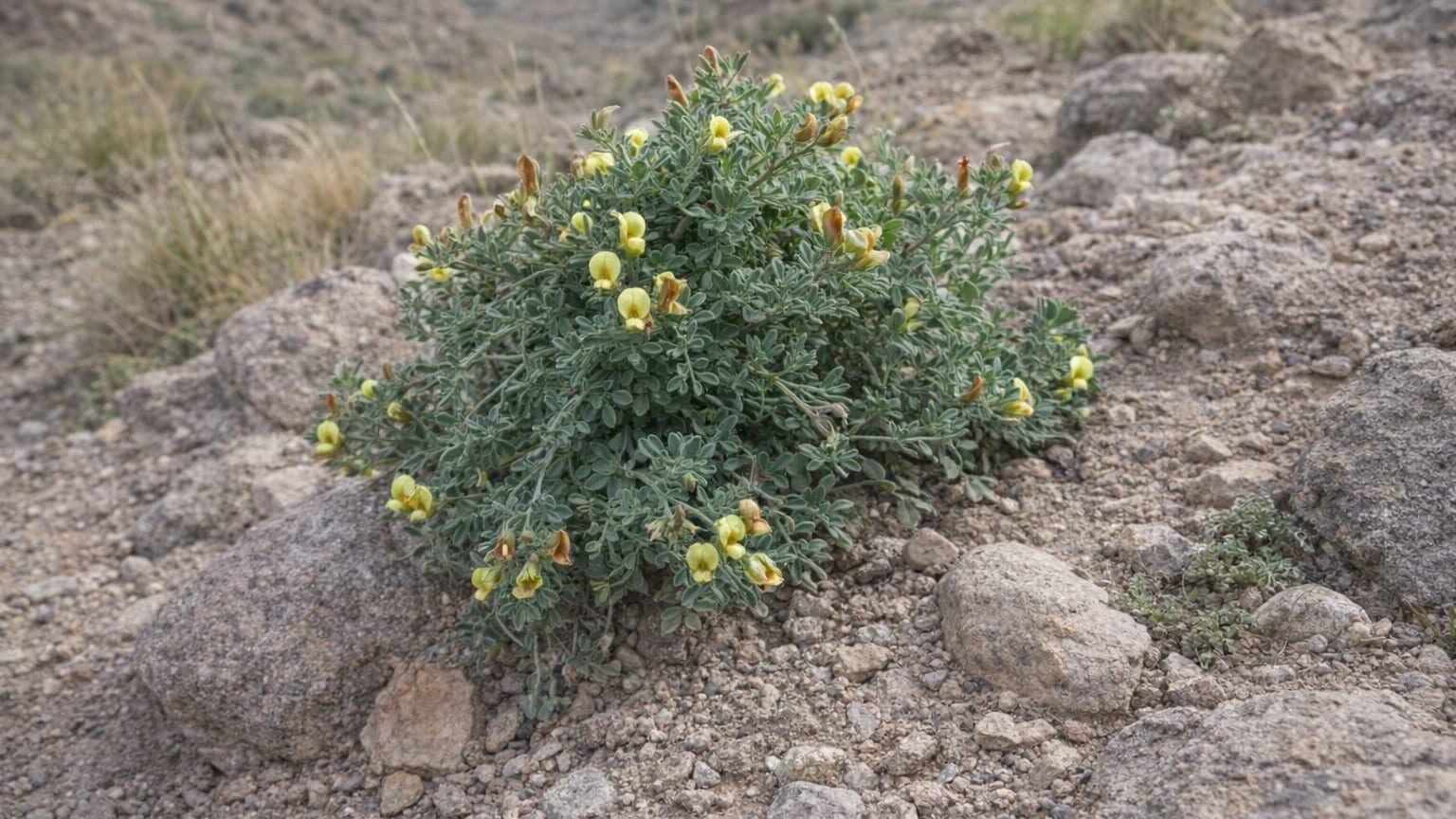 Argyrolobium armindae