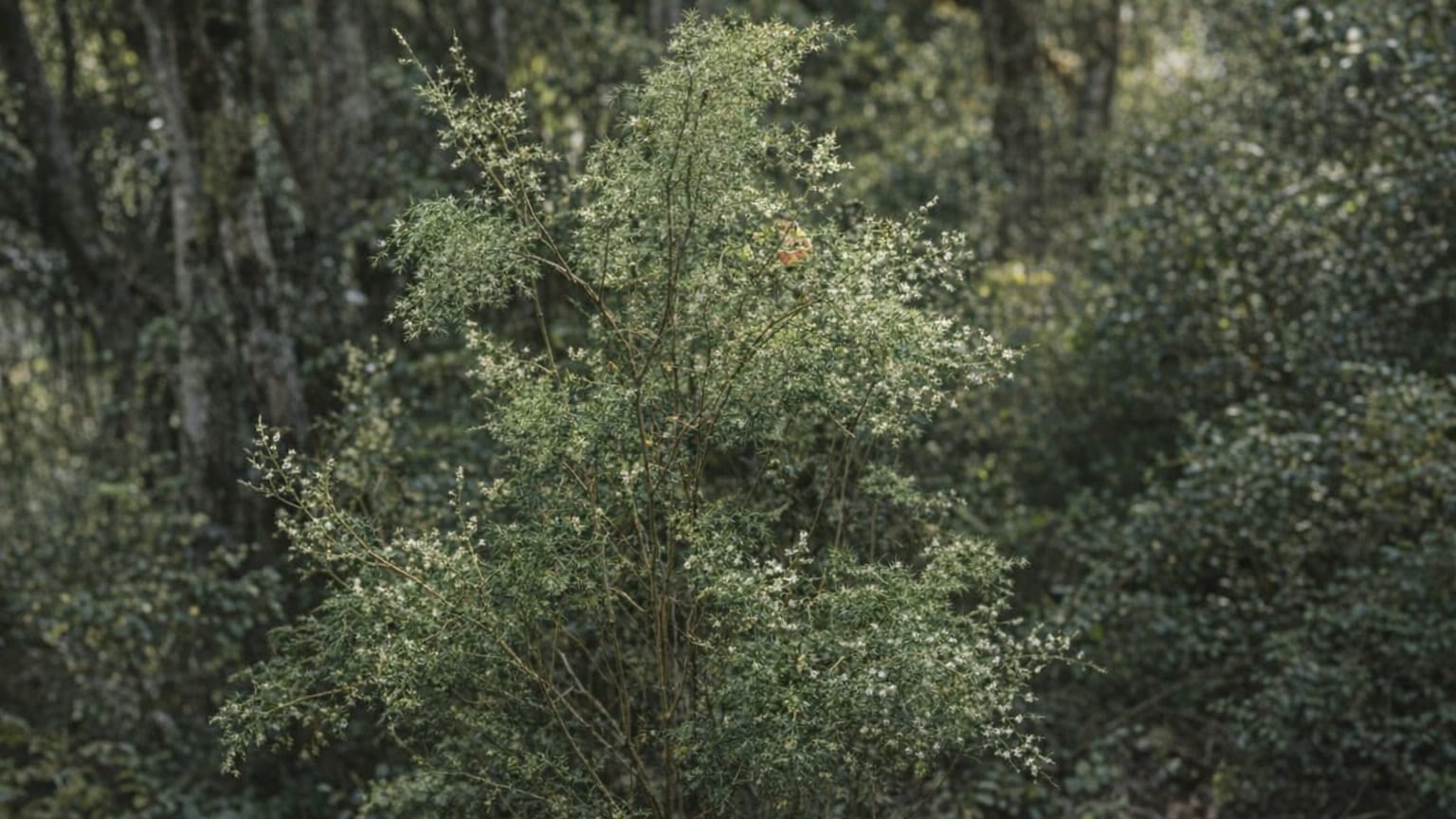 Esparraguera de monteverde