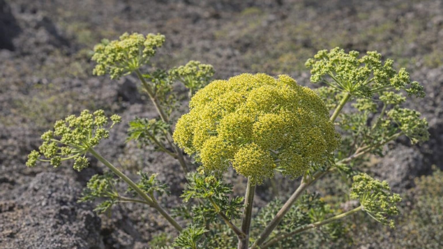 Cañaheja blanca