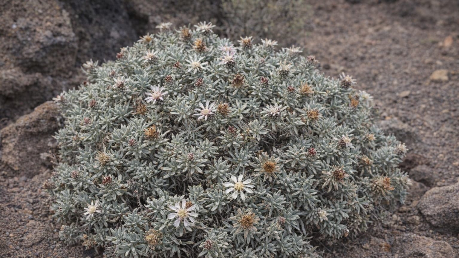 Atractylis preauxiana