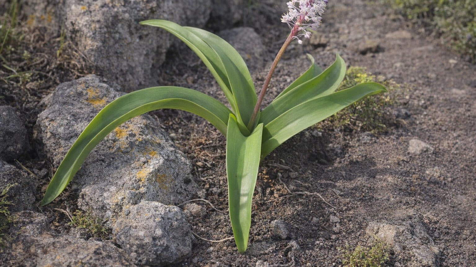 Autonoe anagensis