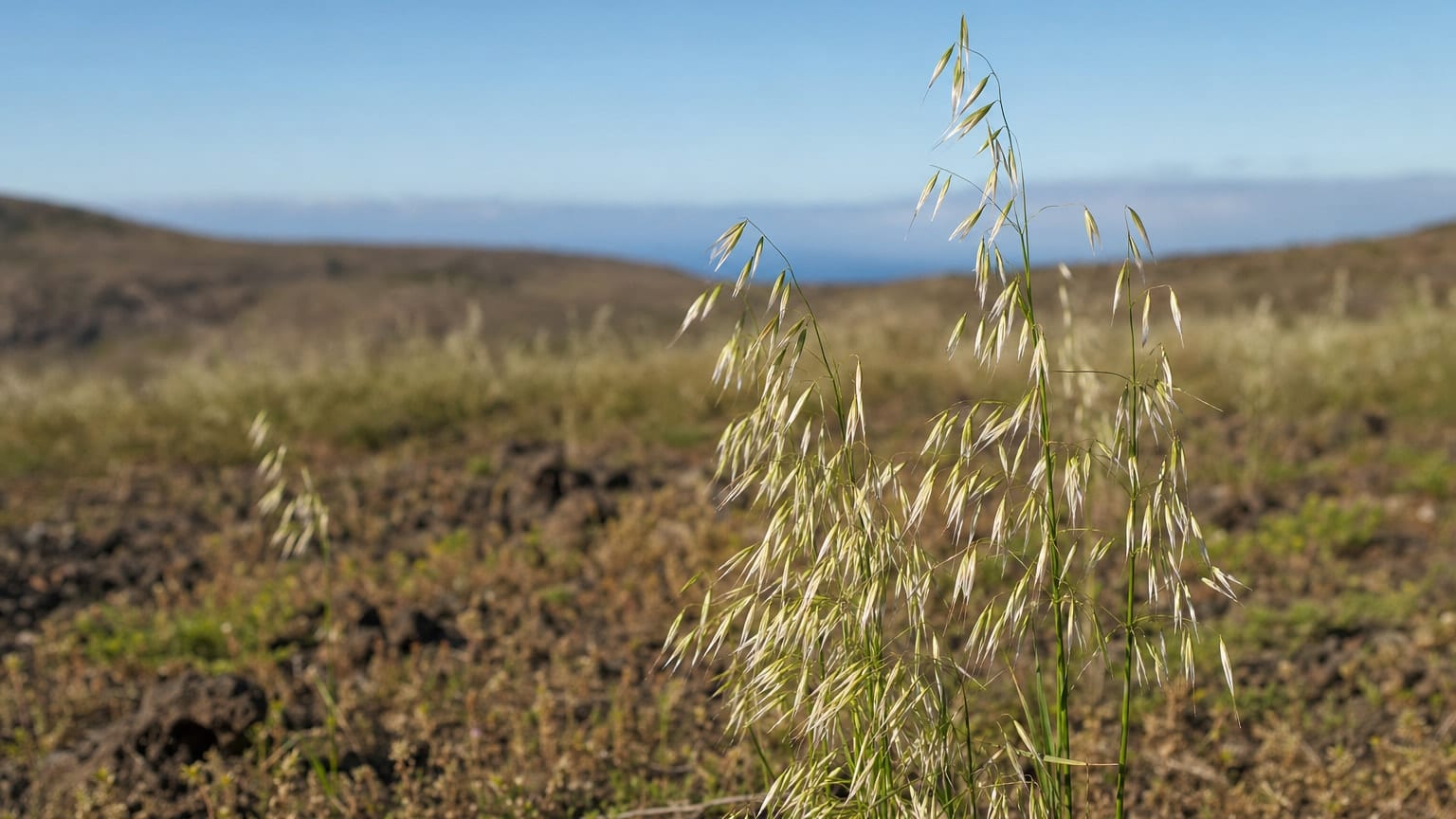 Avena canariensis
