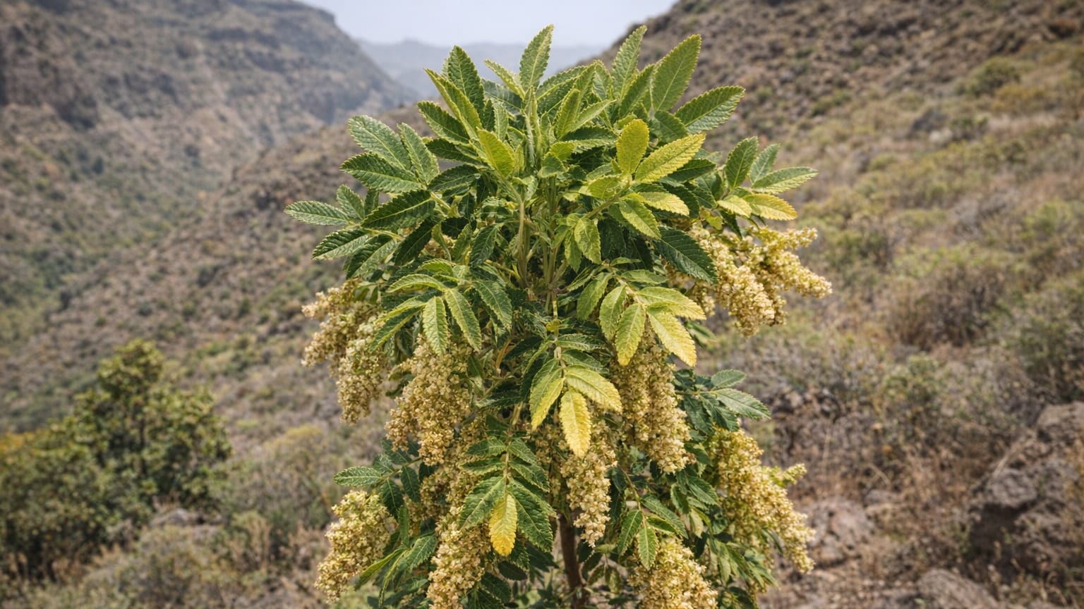 Bencomia brachystachya