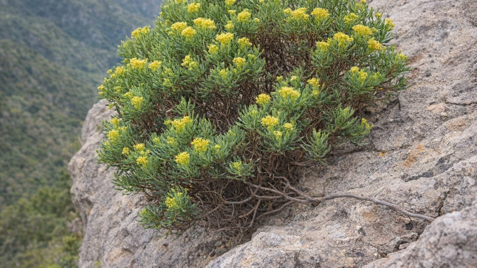 Bethencourtia rupicola