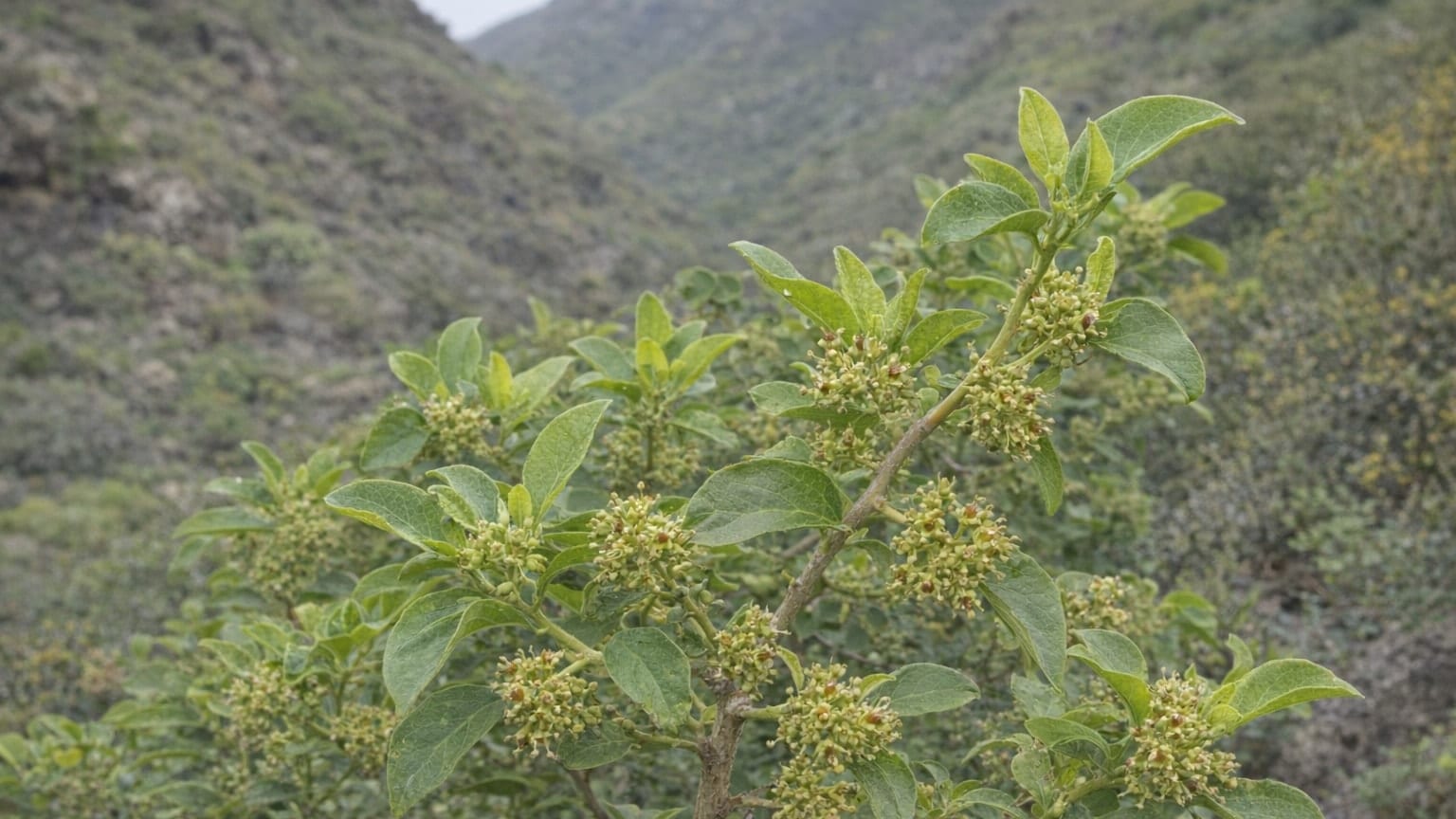 Yerbamora
