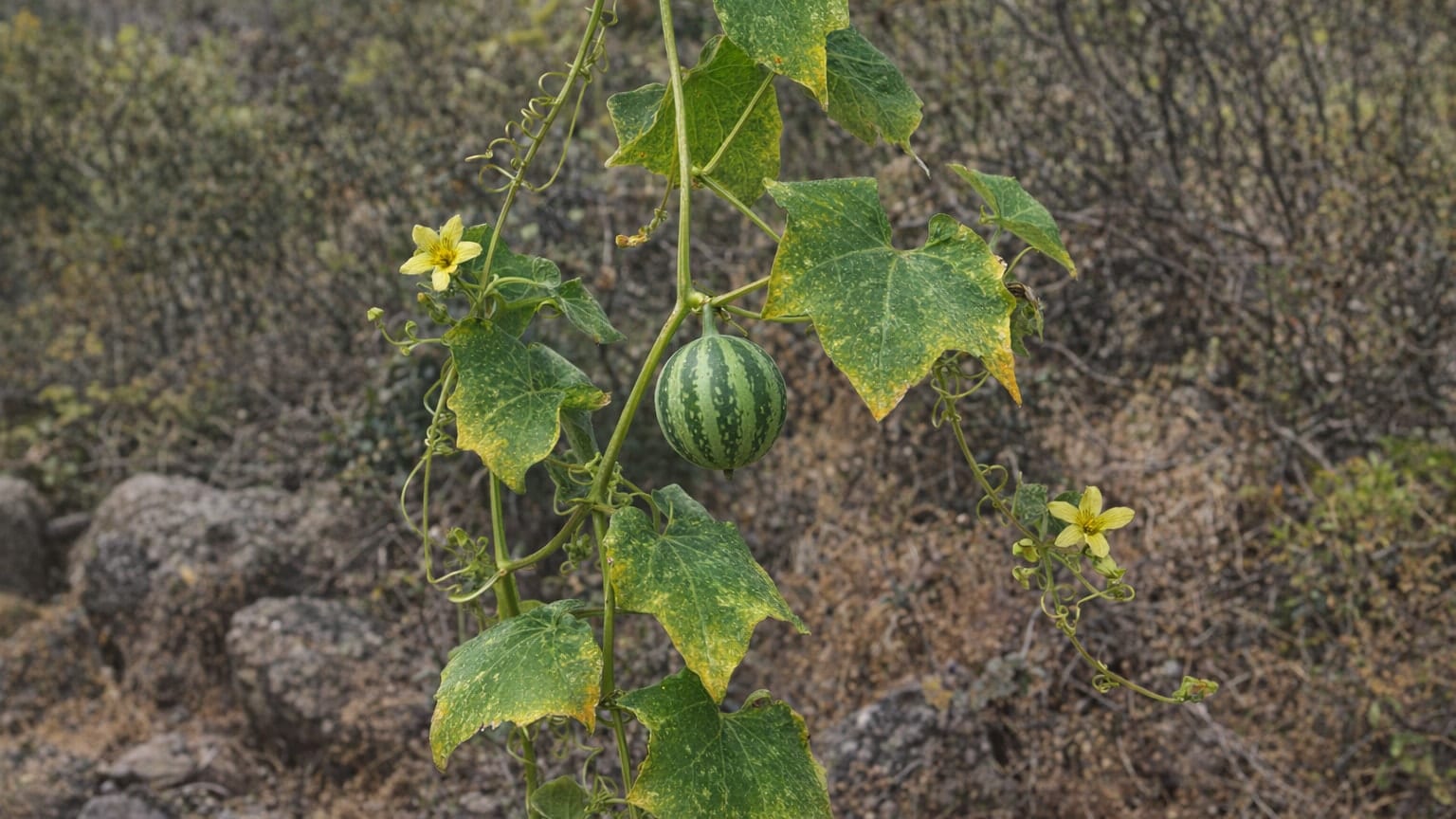 Venenillo