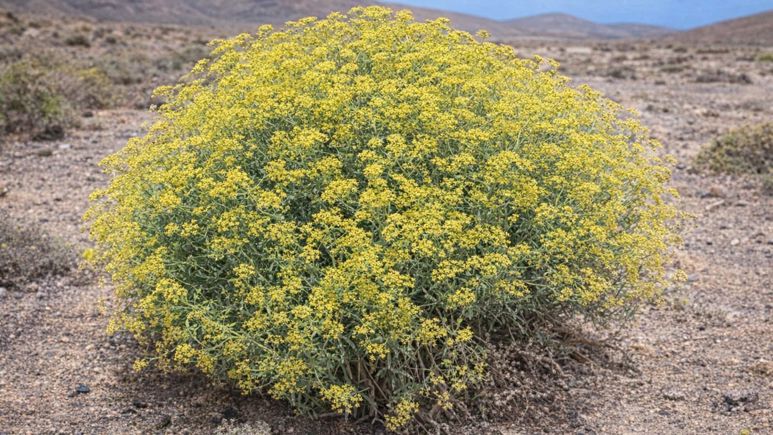 Bupleurum handiense