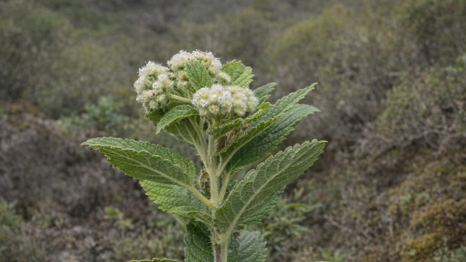 Poleo de monte