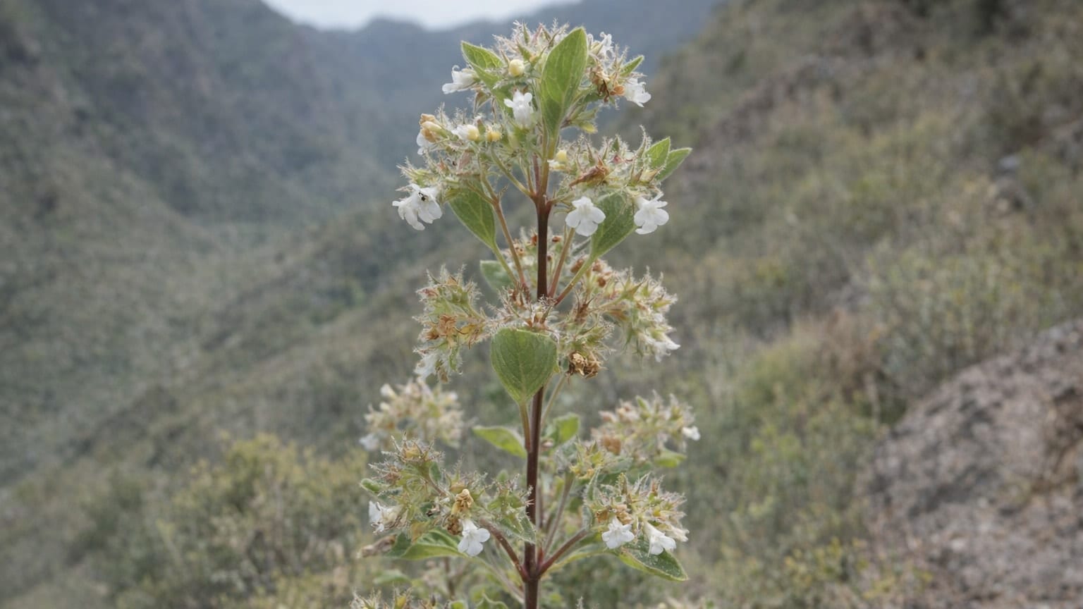 Bystropogon odoratissimus