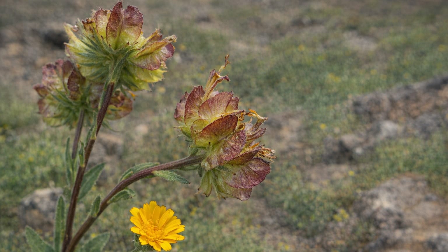 Calendula sventenii