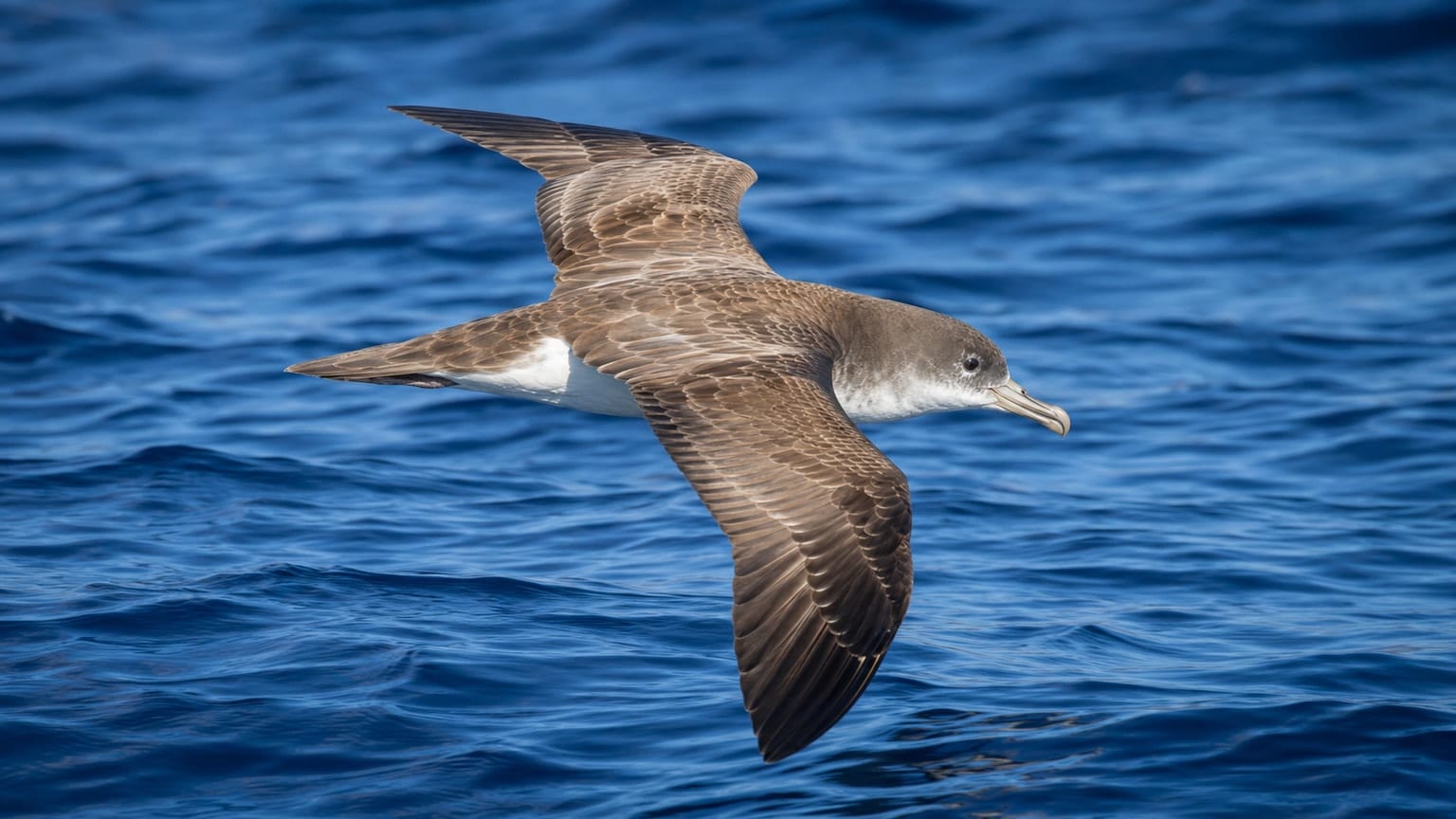 Puffin cendré