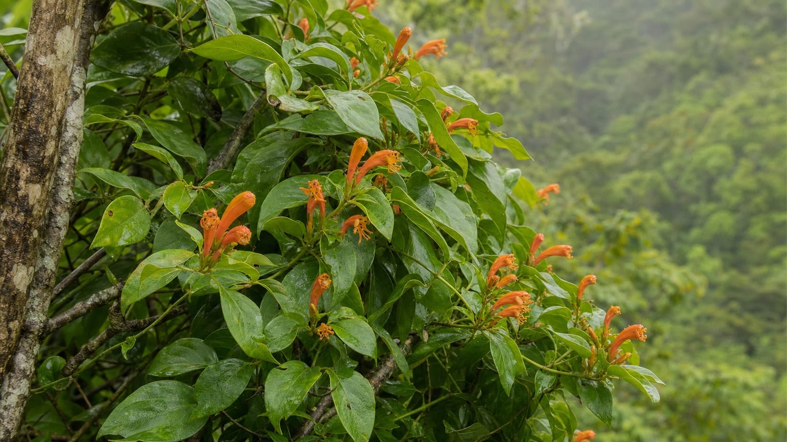 Kanarische Glockenblume