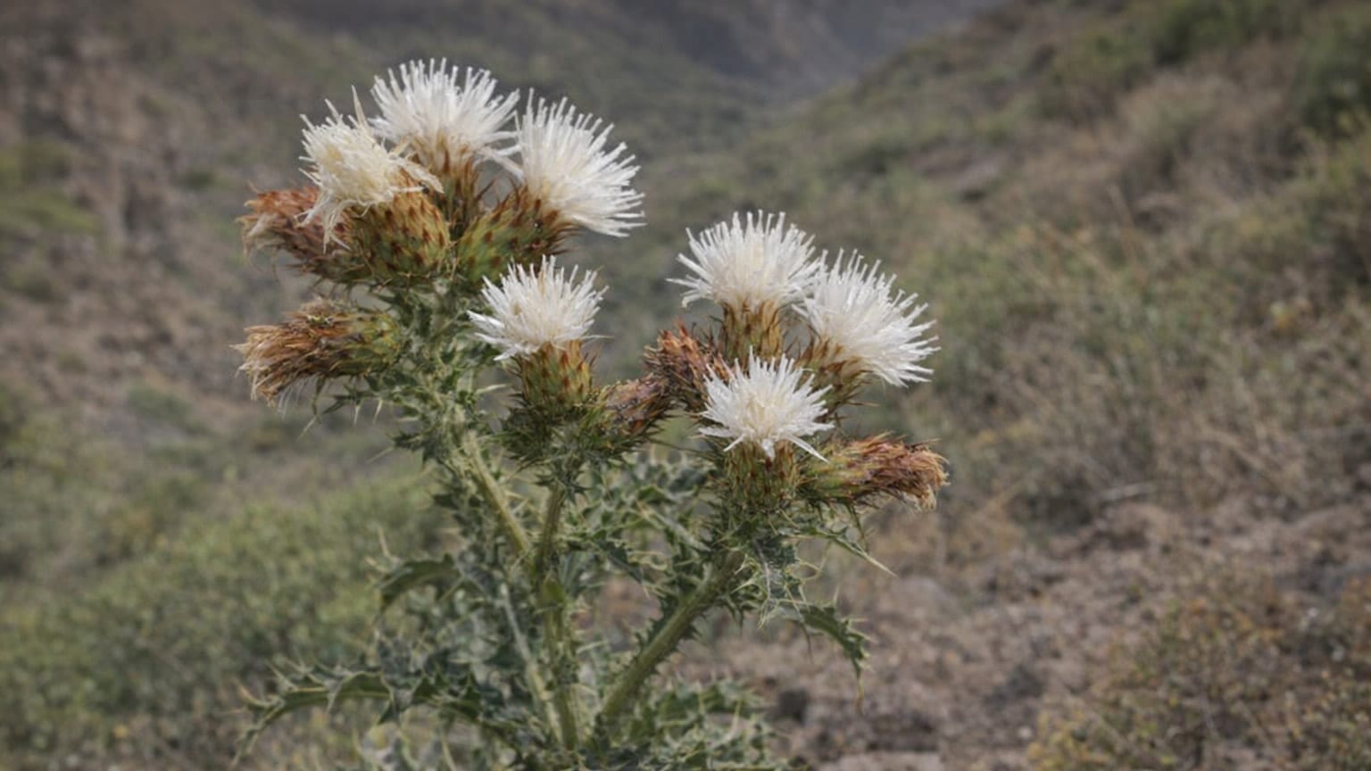 Carduus volutarioides