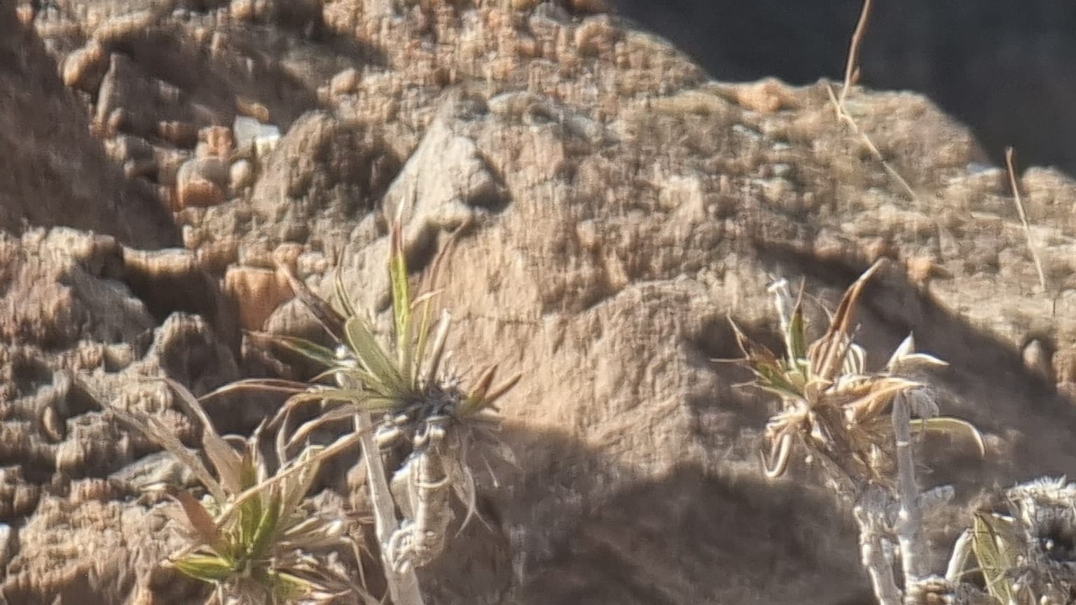 Carlina canariensis