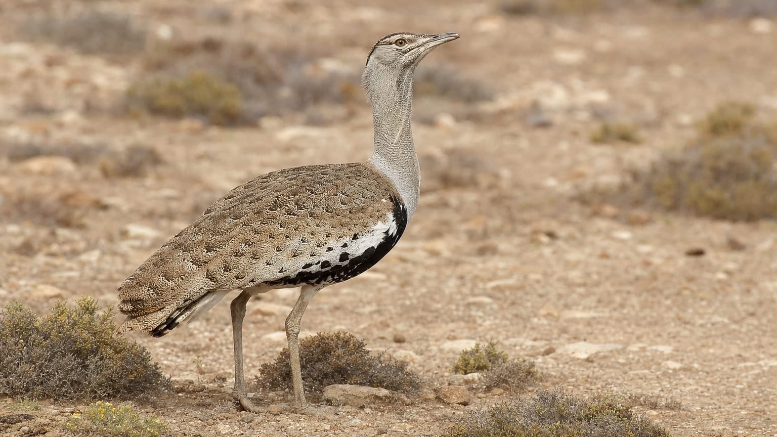 Canary houbara bustard