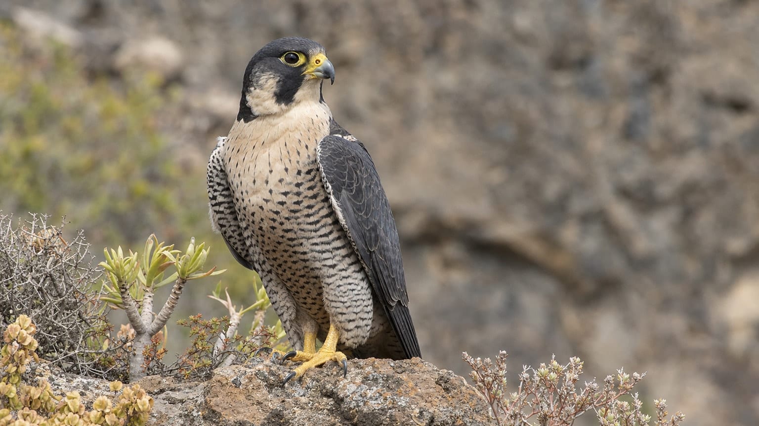 Barbary falcon