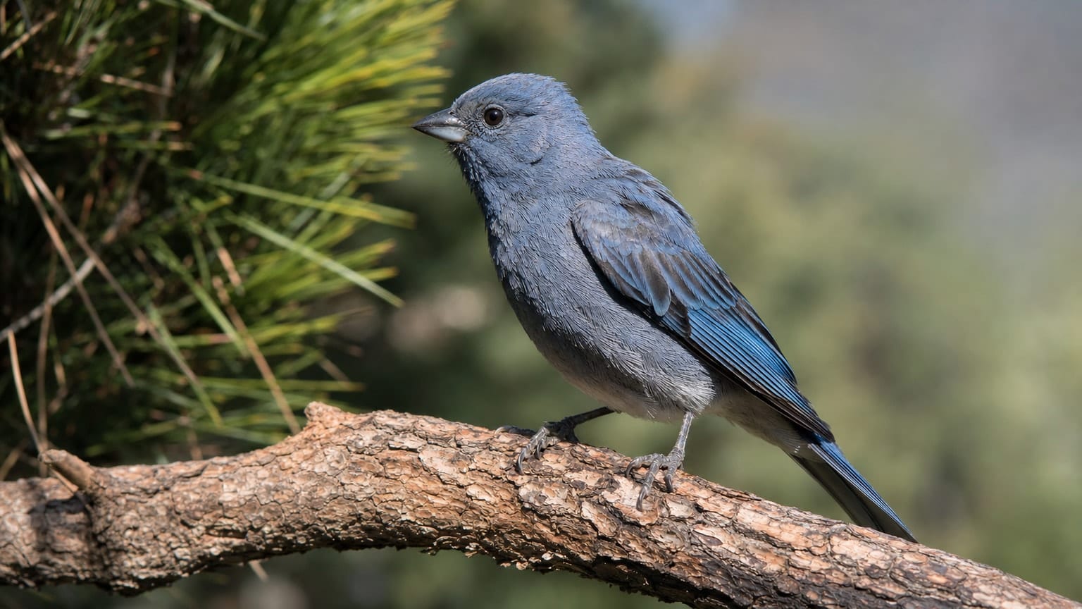 Pinson bleu de Grande Canarie