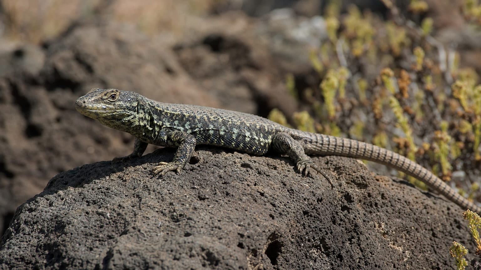 Atlantic lizard