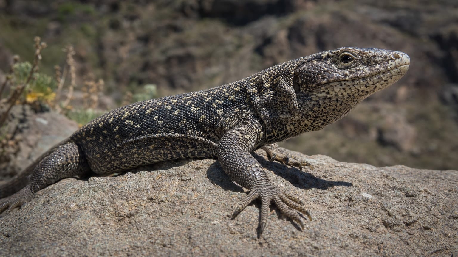 Lézard géant de Grande Canarie