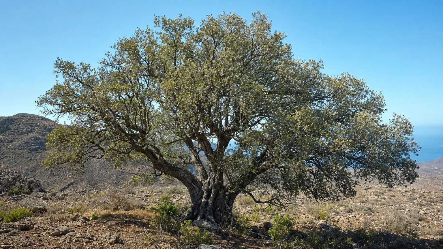 Kanarischer Wildolivenbaum