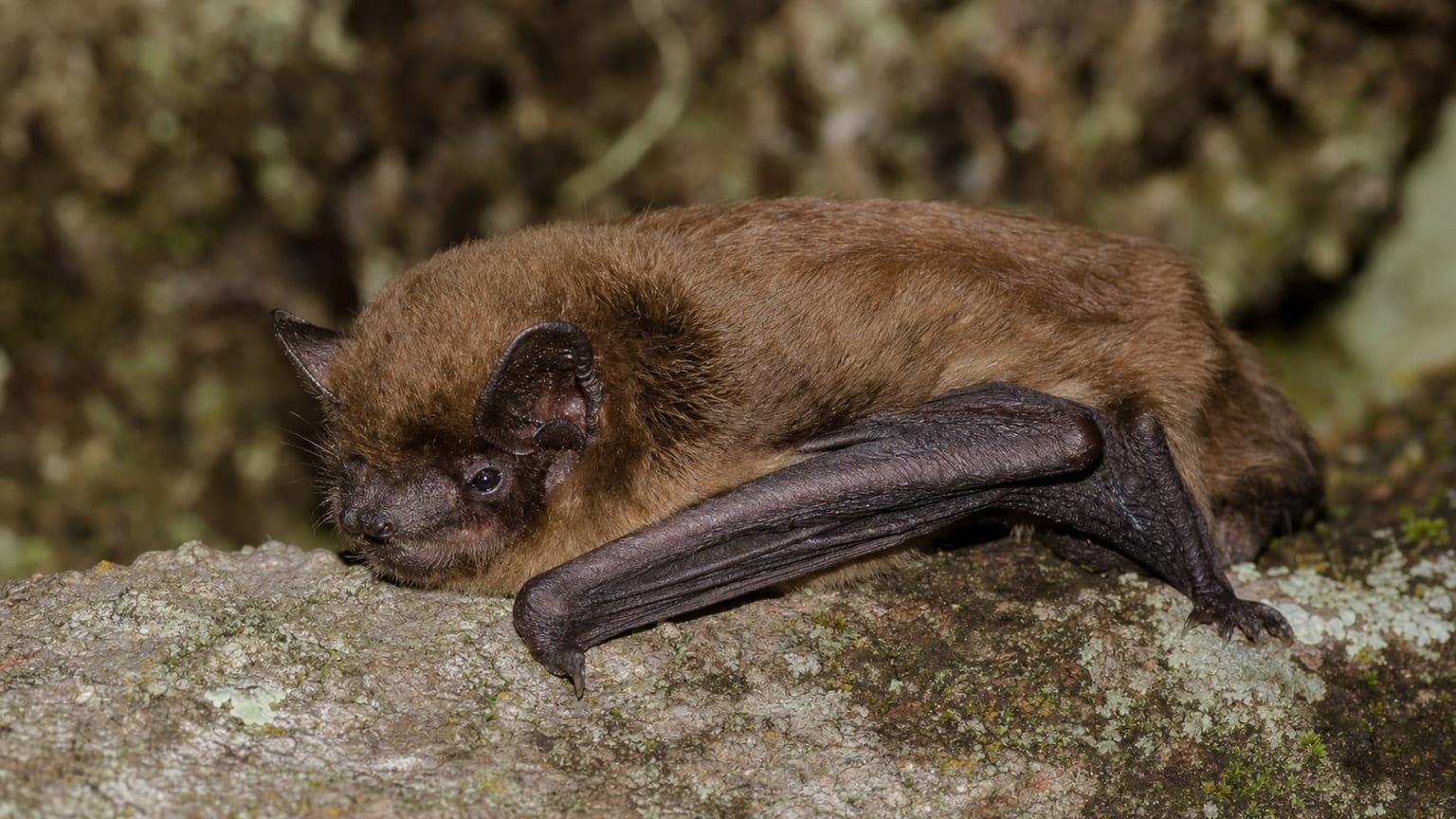 Pipistrelle de Madère