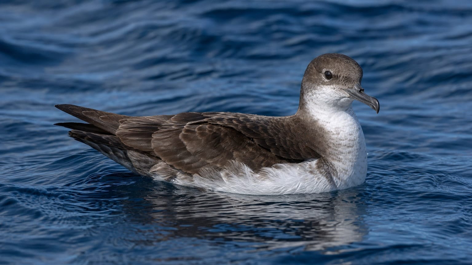 Puffin de Macaronésie