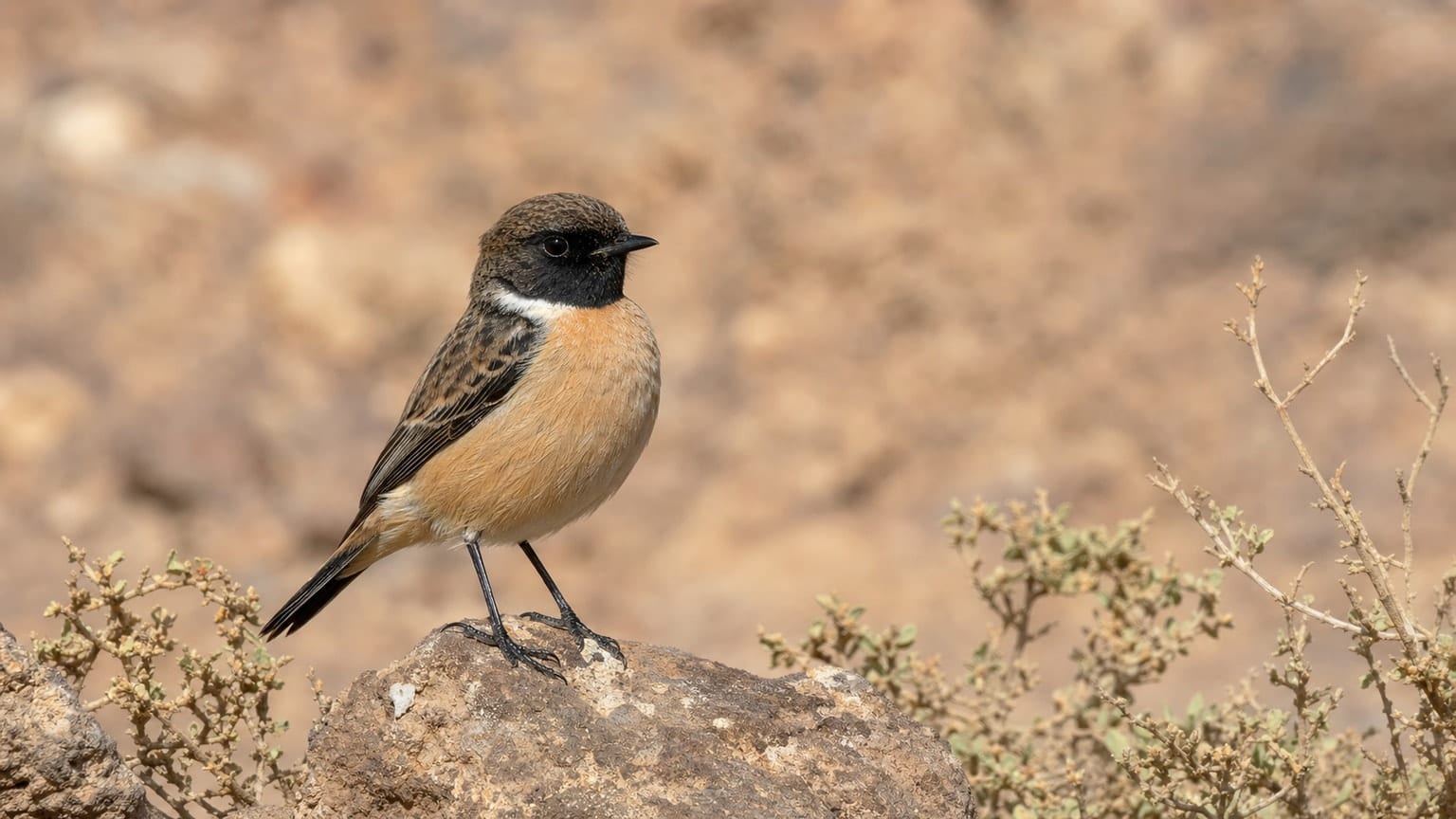 Tarier des Canaries