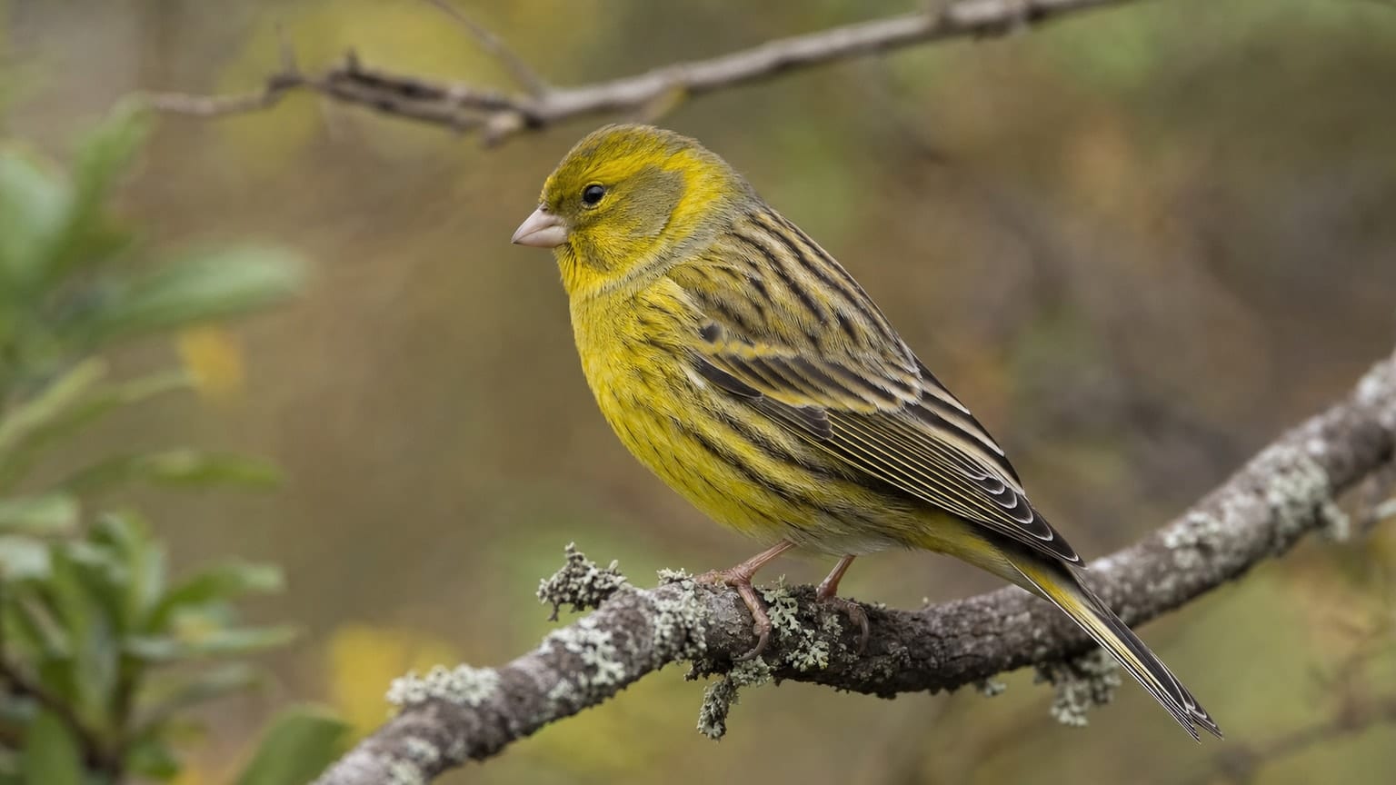 Serin des Canaries