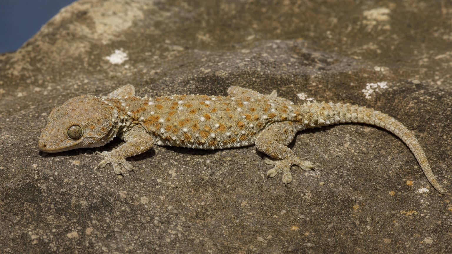 Delalande’s gecko