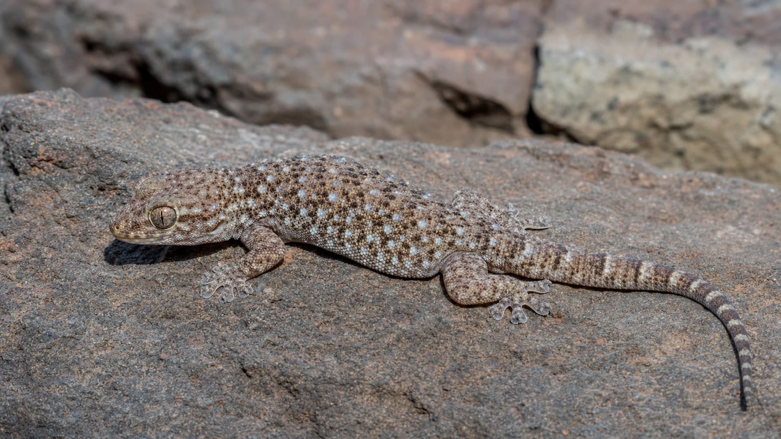 La Gomera gecko